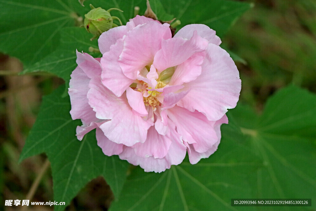 粉色木芙蓉