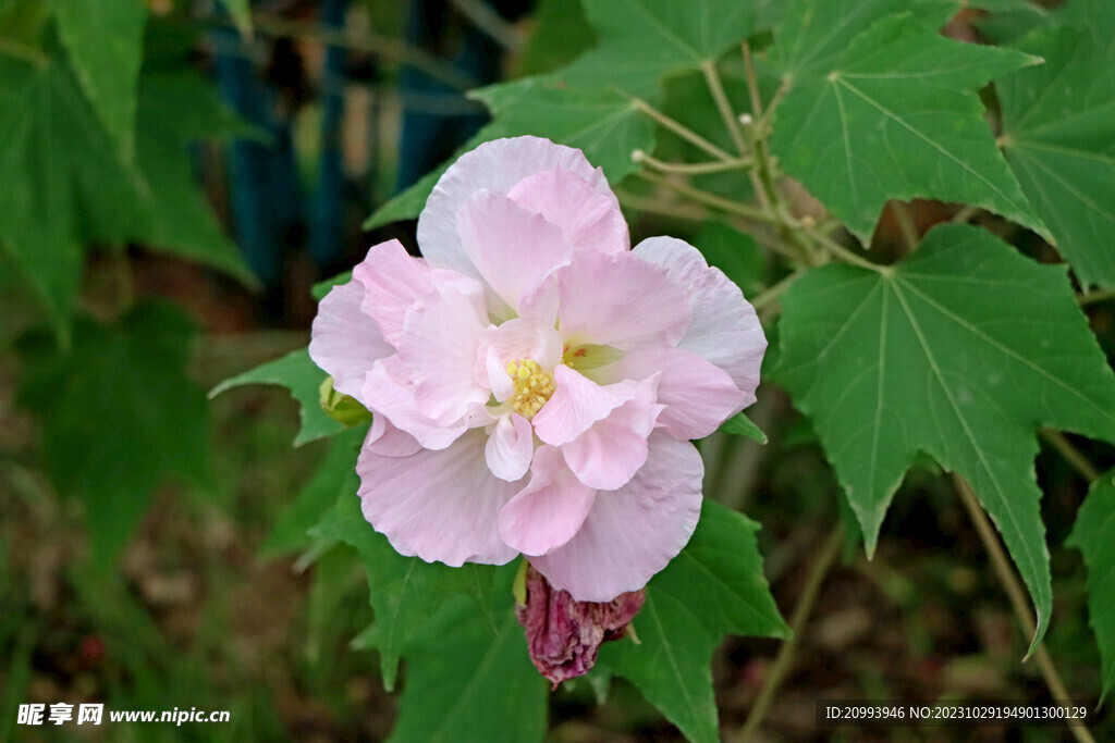 粉色木芙蓉花