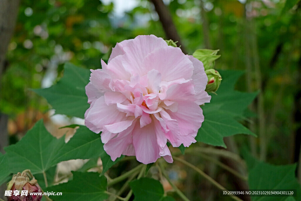 粉色木芙蓉花