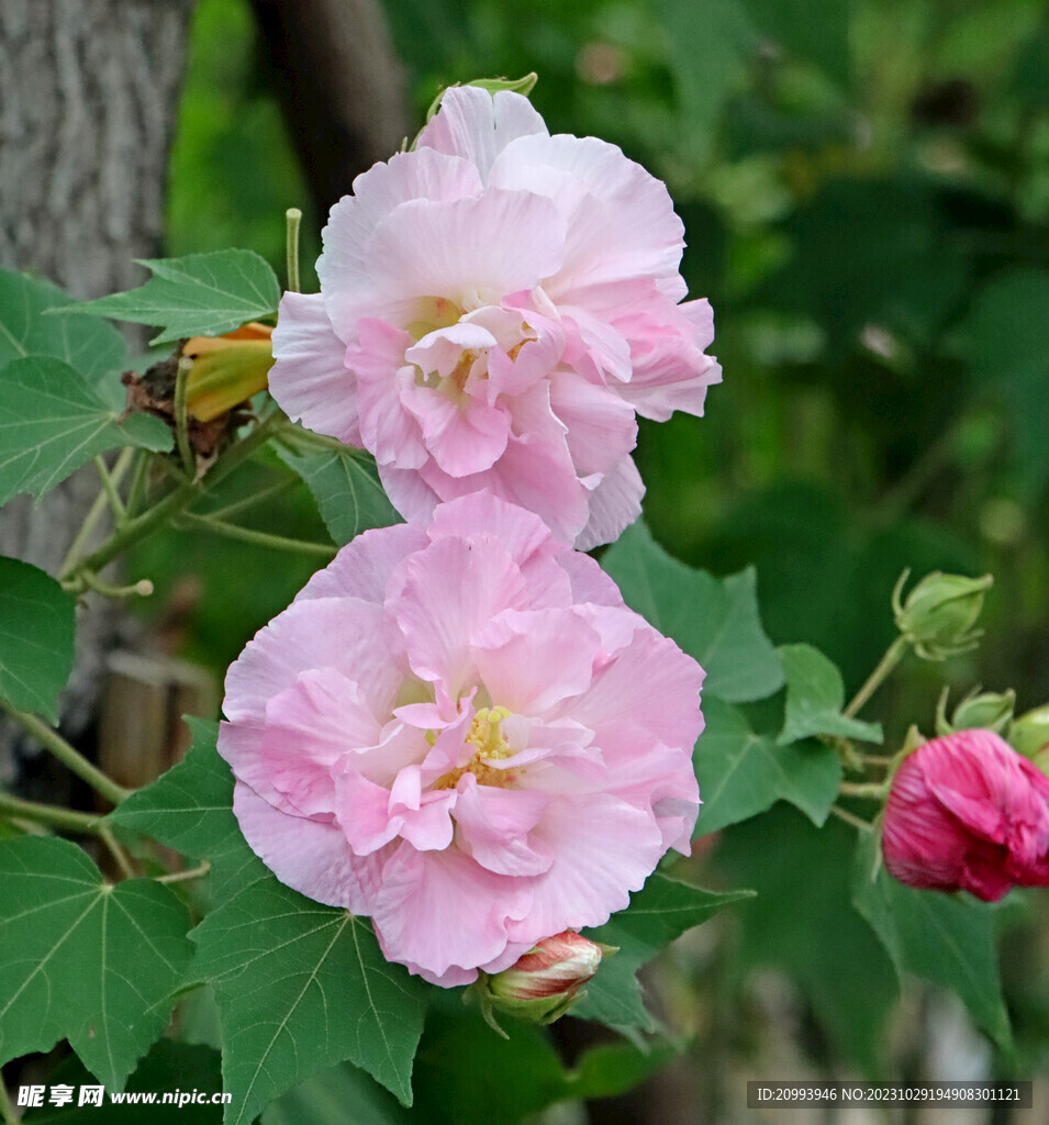 两朵木芙蓉花