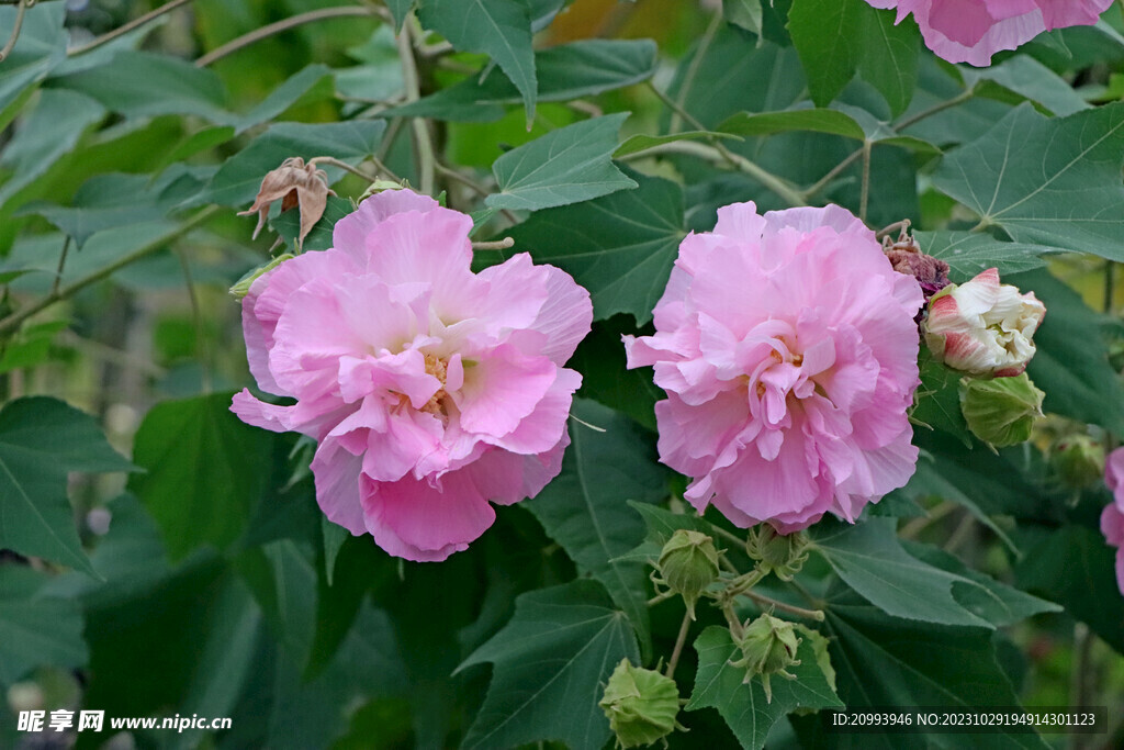 两朵木芙蓉