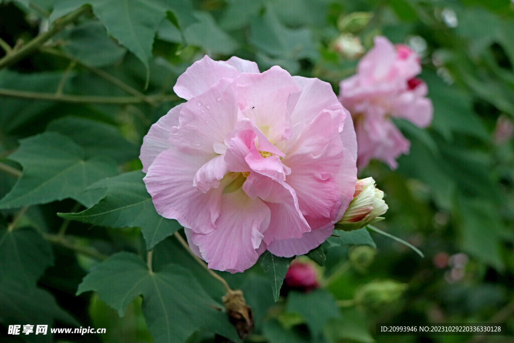 粉色木芙蓉