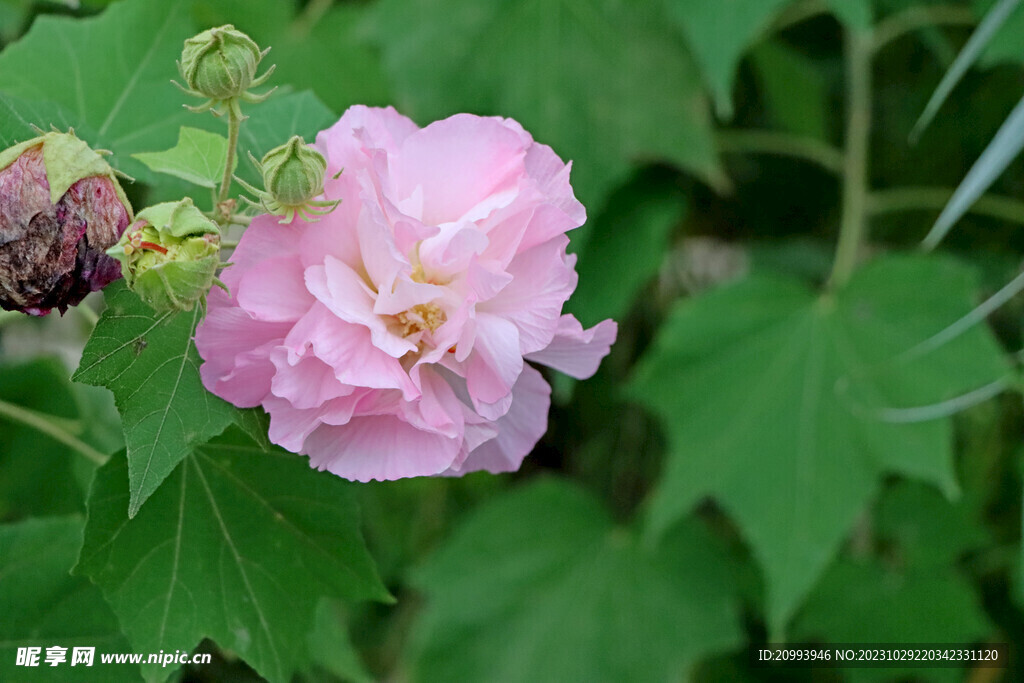 粉色木芙蓉花
