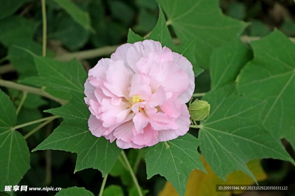 粉色木芙蓉花