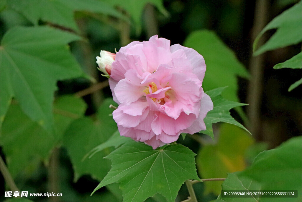 粉色木芙蓉