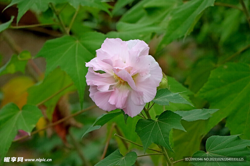 粉色木芙蓉