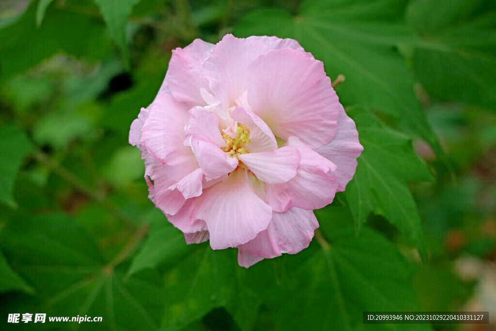 粉色木芙蓉