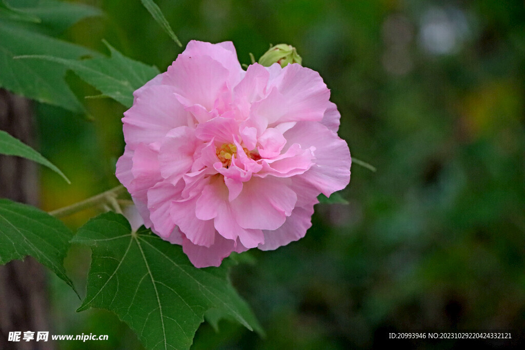 粉色木芙蓉花