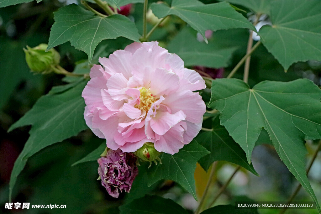粉色木芙蓉花