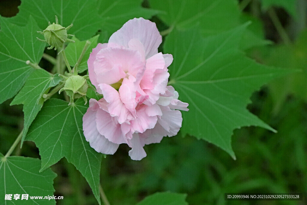 粉色木芙蓉