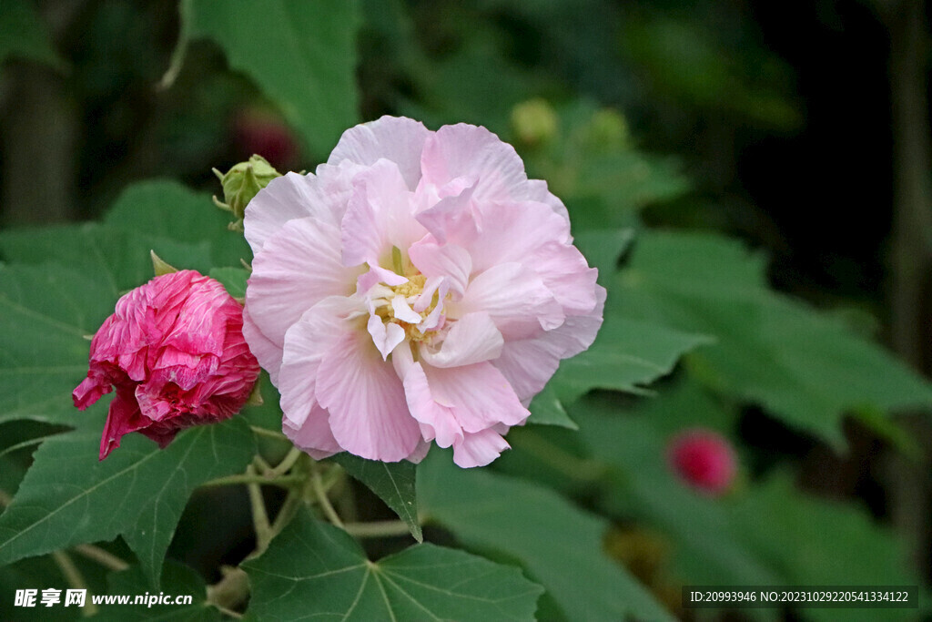 粉色木芙蓉