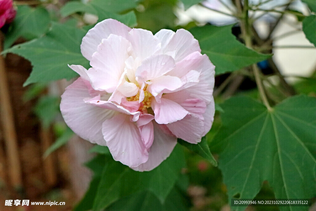 粉色木芙蓉花