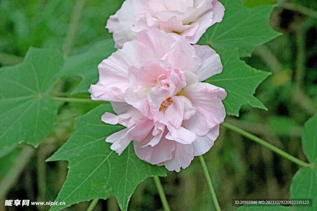 粉色木芙蓉花