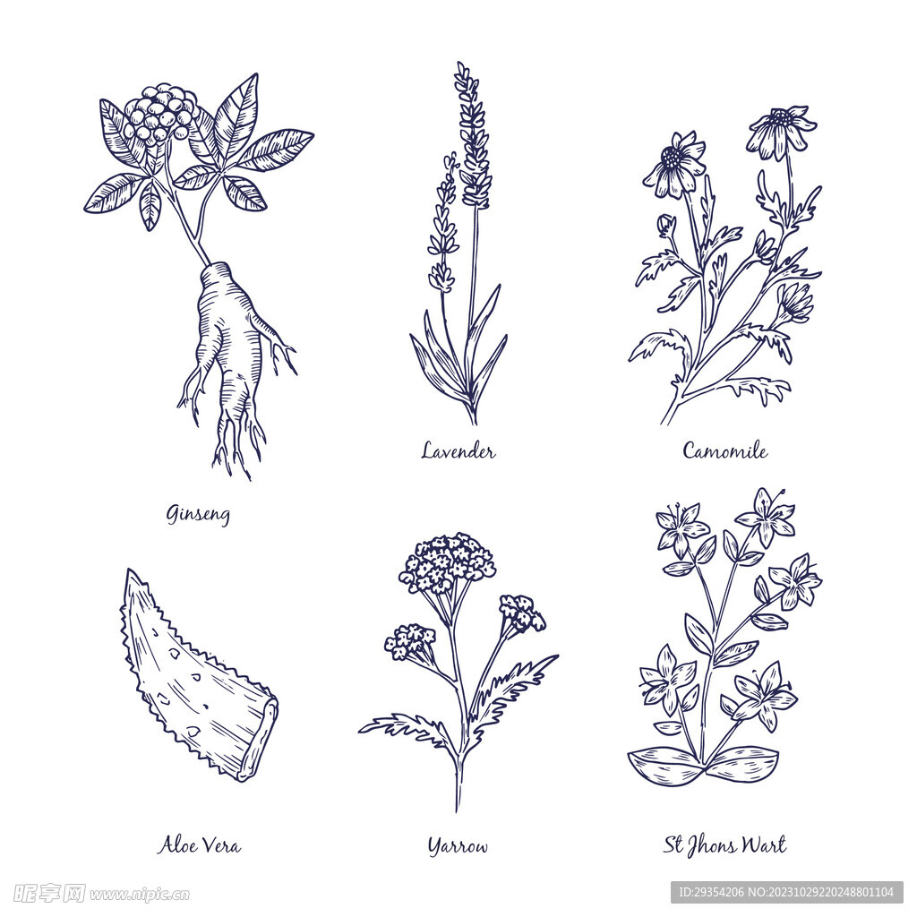 手绘植物图片