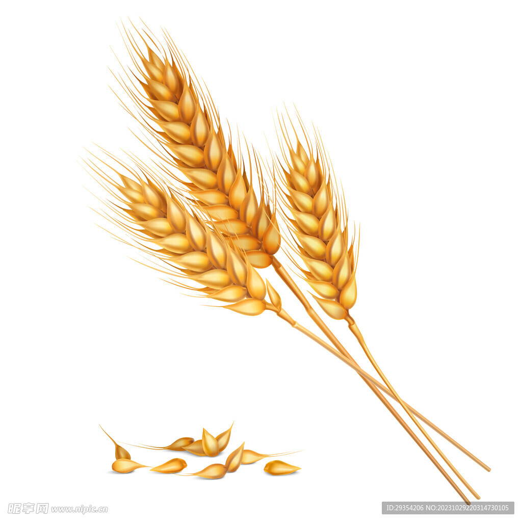 小麦图片