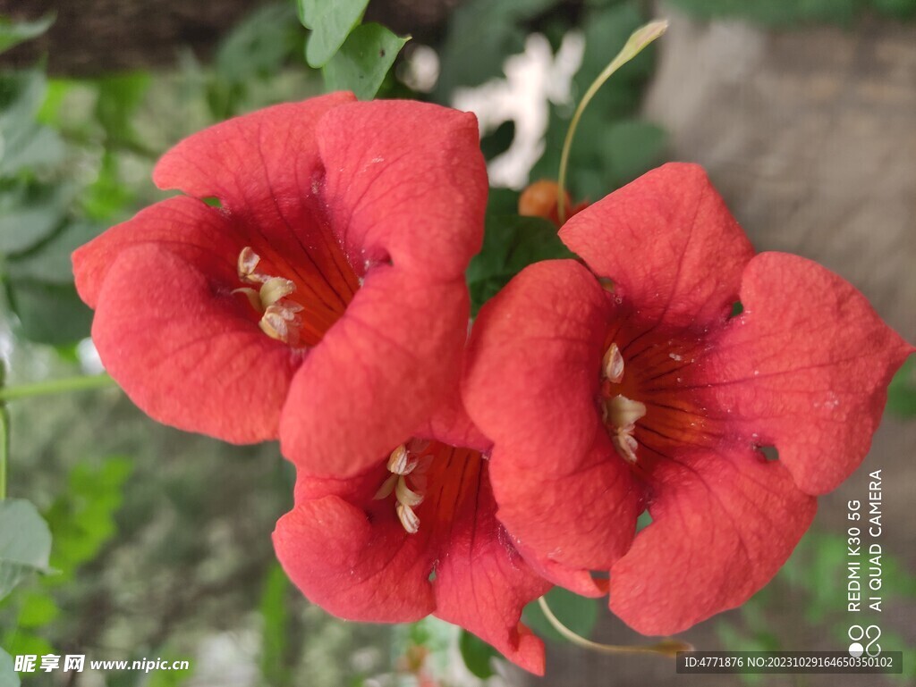 红色喇叭花