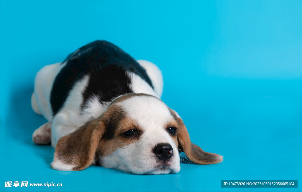 可爱的狗狗摄影图片