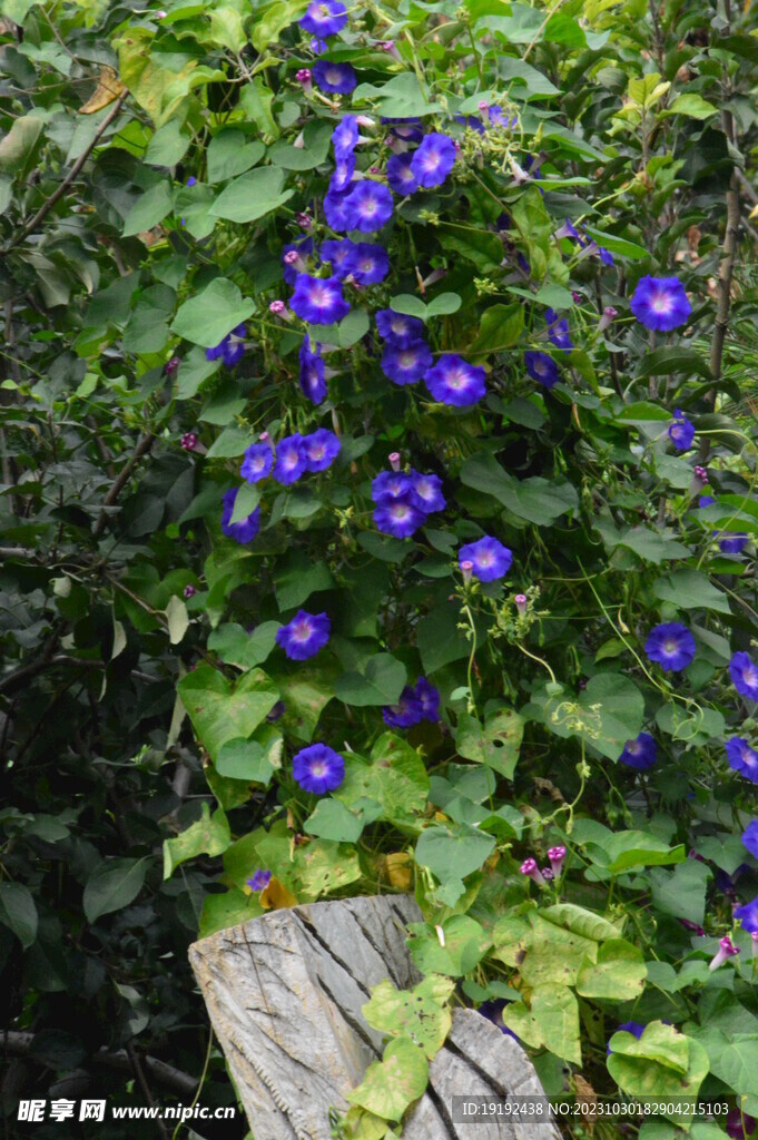 牵牛花 
