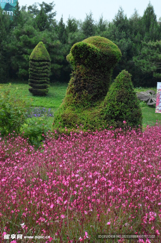 山桃草 