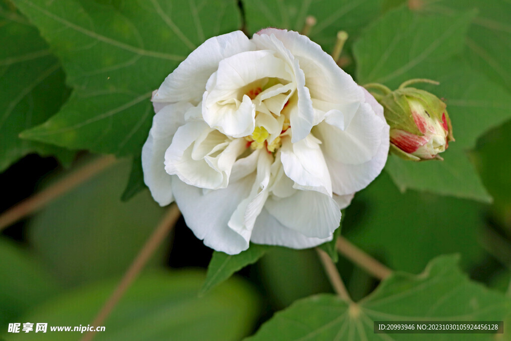 白色木芙蓉