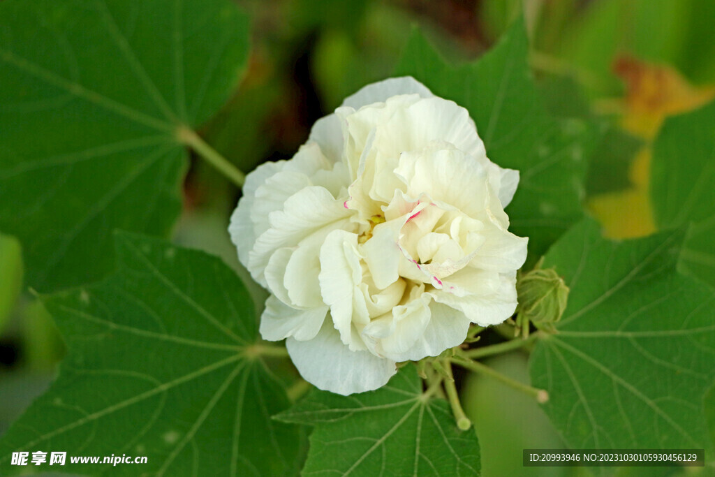 白色木芙蓉花 花 芙蓉花 芙蓉