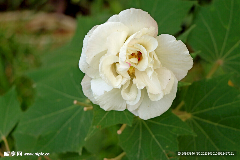 白色木芙蓉花