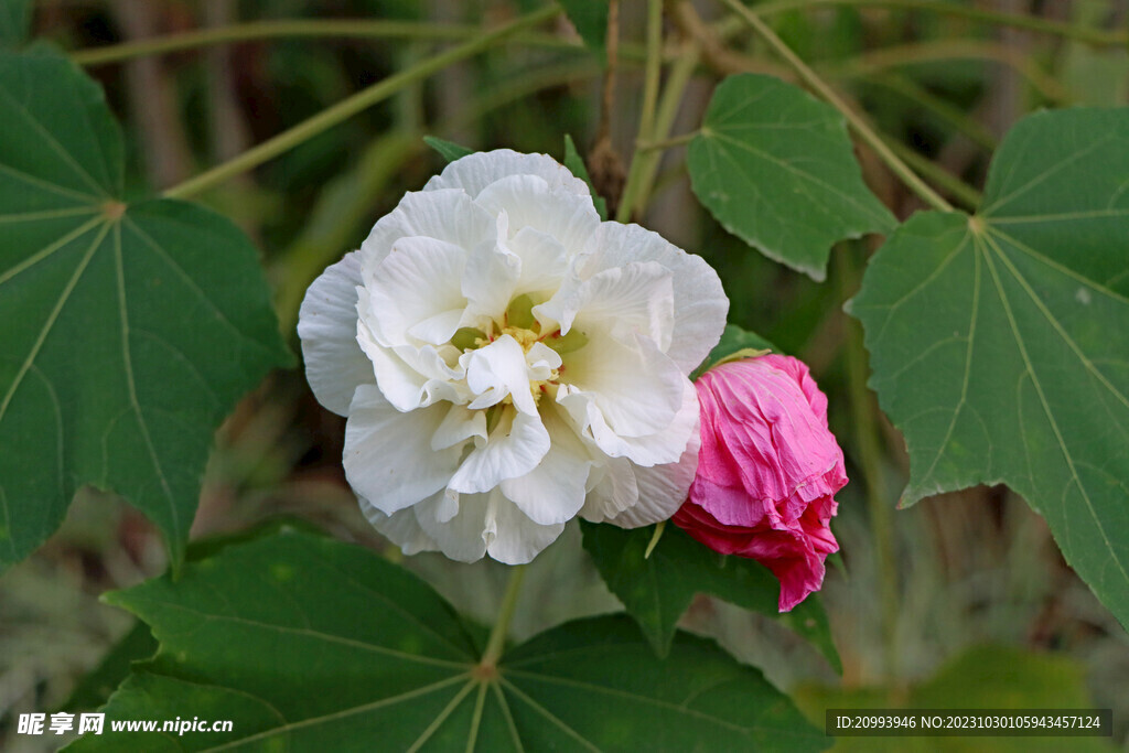 白色木芙蓉