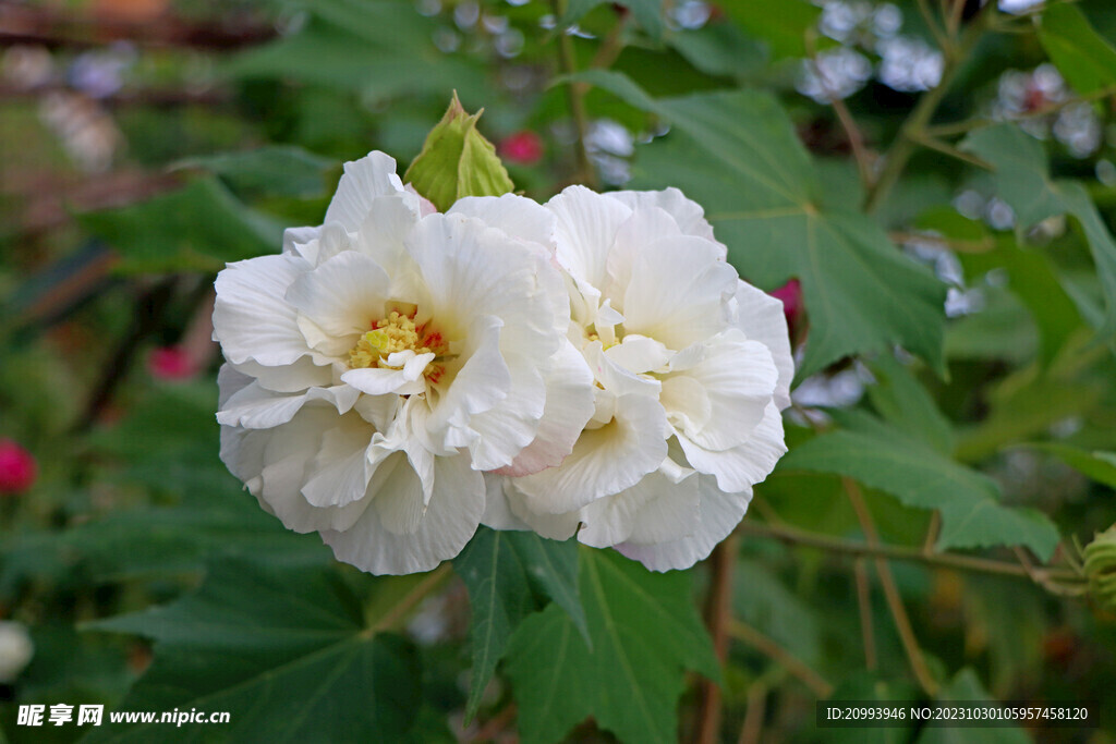 白色木芙蓉花