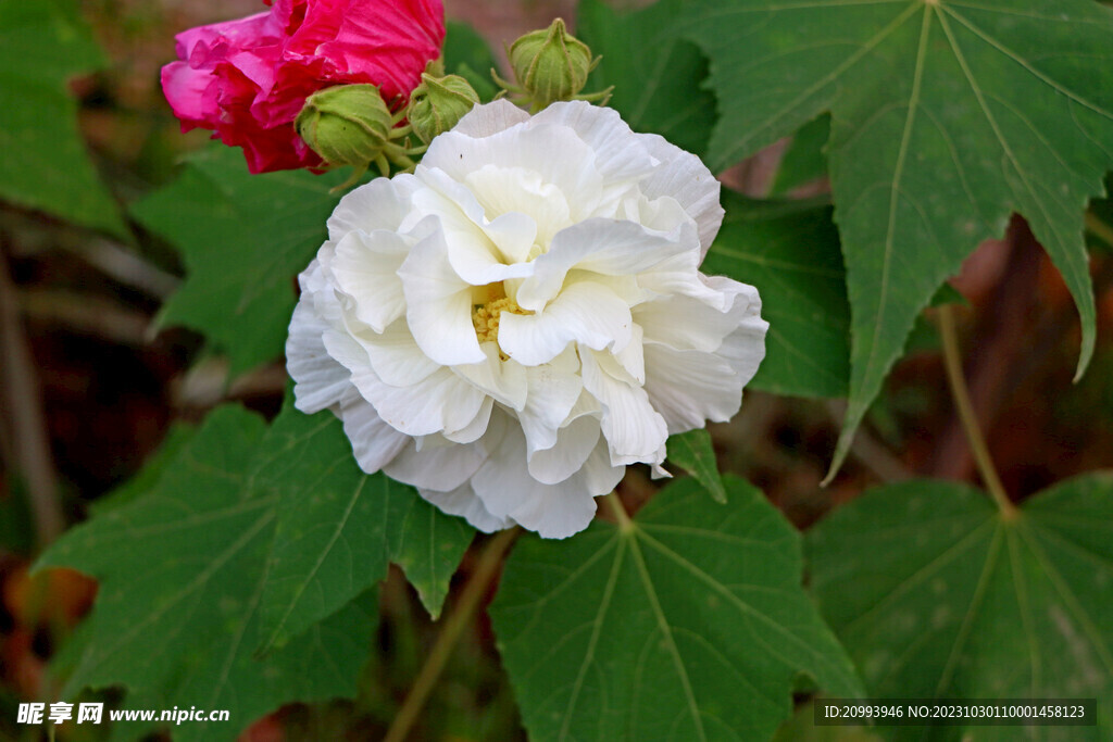 白色木芙蓉花