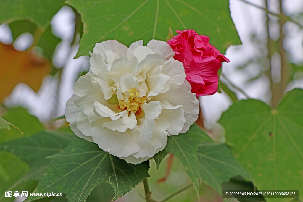 白色木芙蓉花
