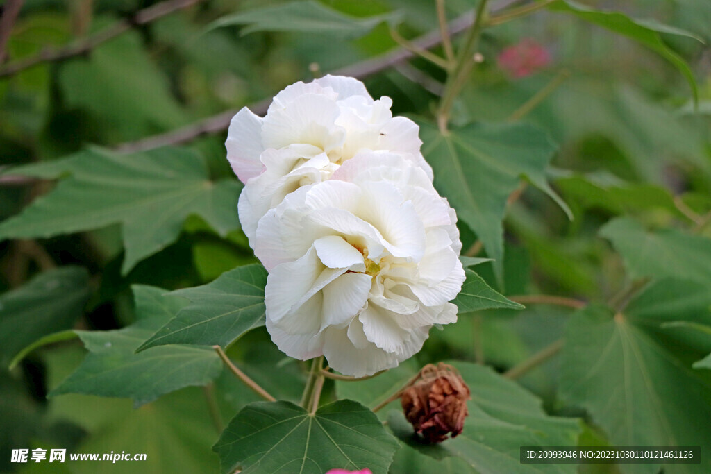 白色木芙蓉花