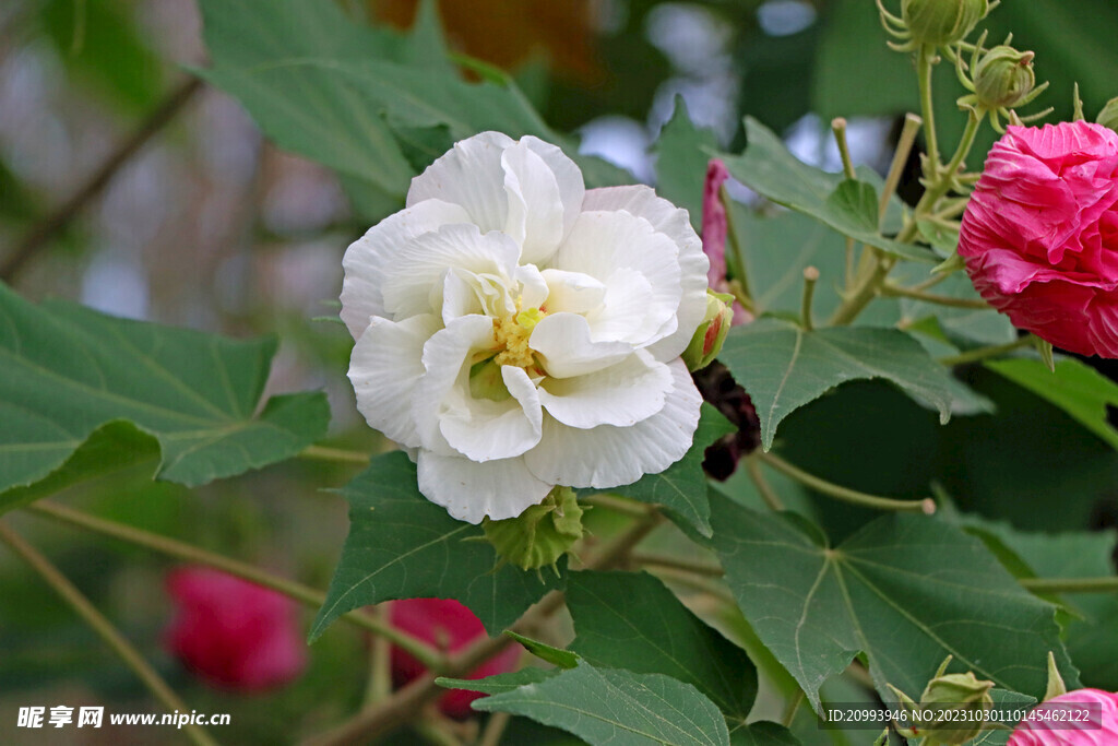 白色木芙蓉花