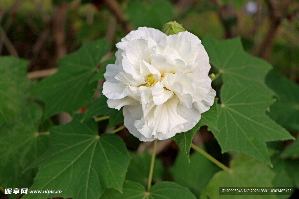 白色木芙蓉