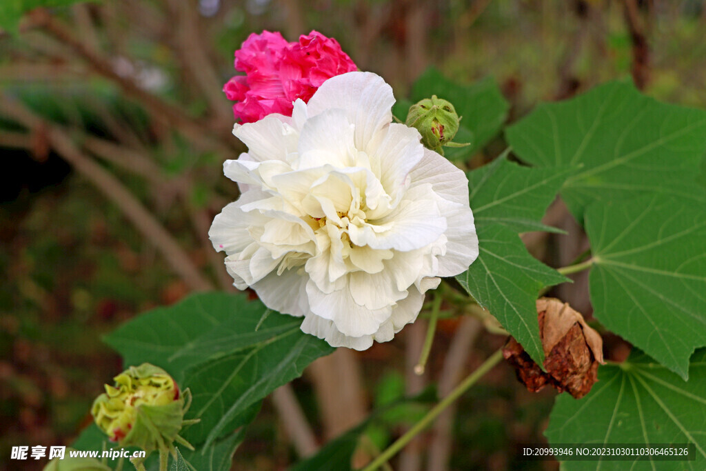白色木芙蓉花