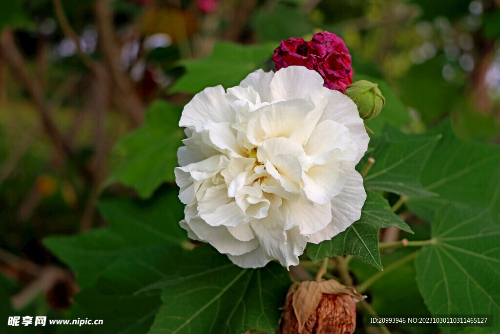 白色木芙蓉