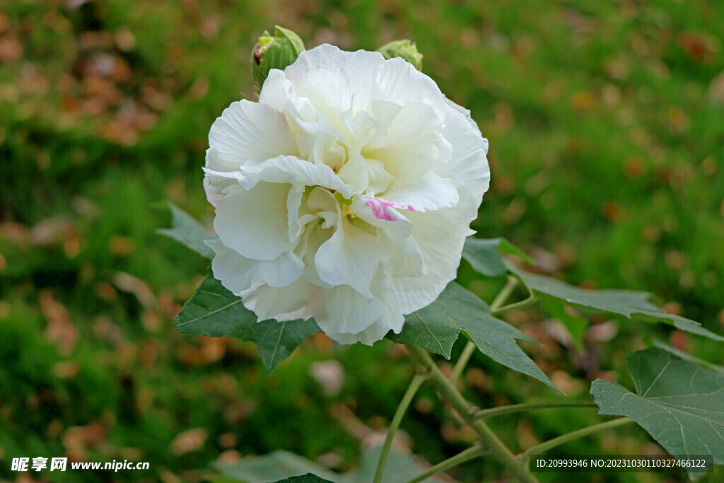白色木芙蓉