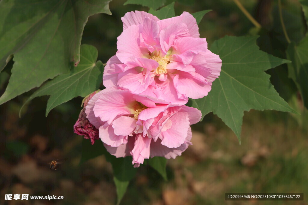 粉色木芙蓉