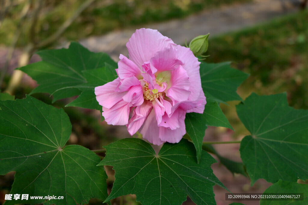 粉色木芙蓉