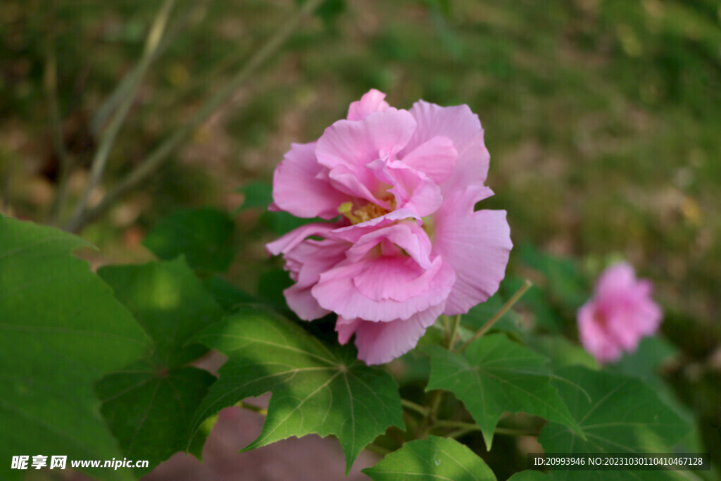 粉色木芙蓉