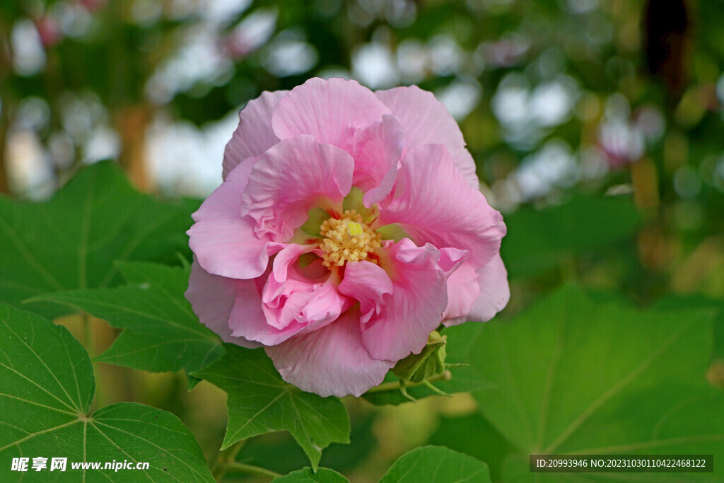 粉色木芙蓉花
