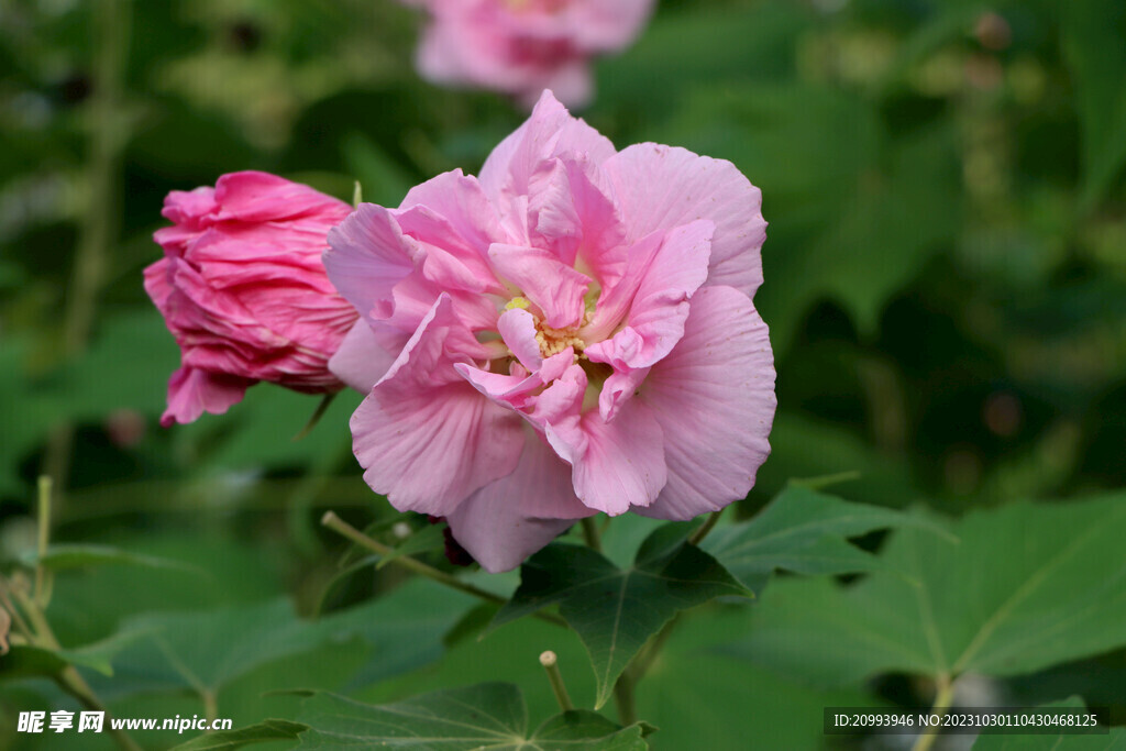 粉色木芙蓉