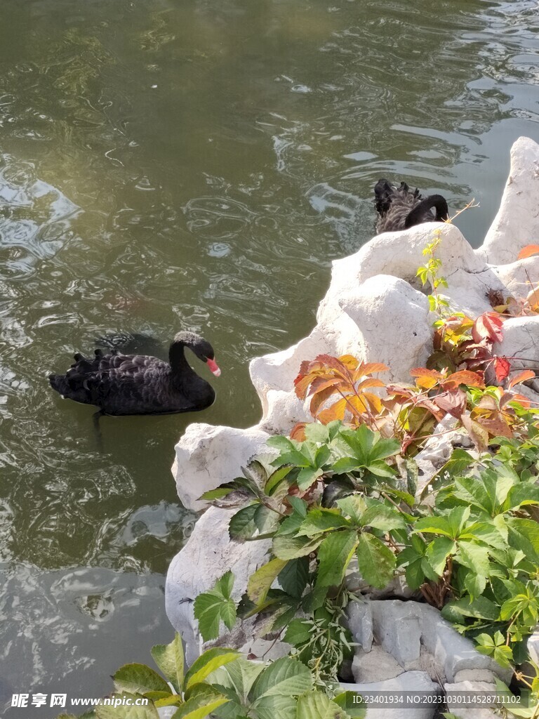 中国园林博物馆假山水池黑天鹅