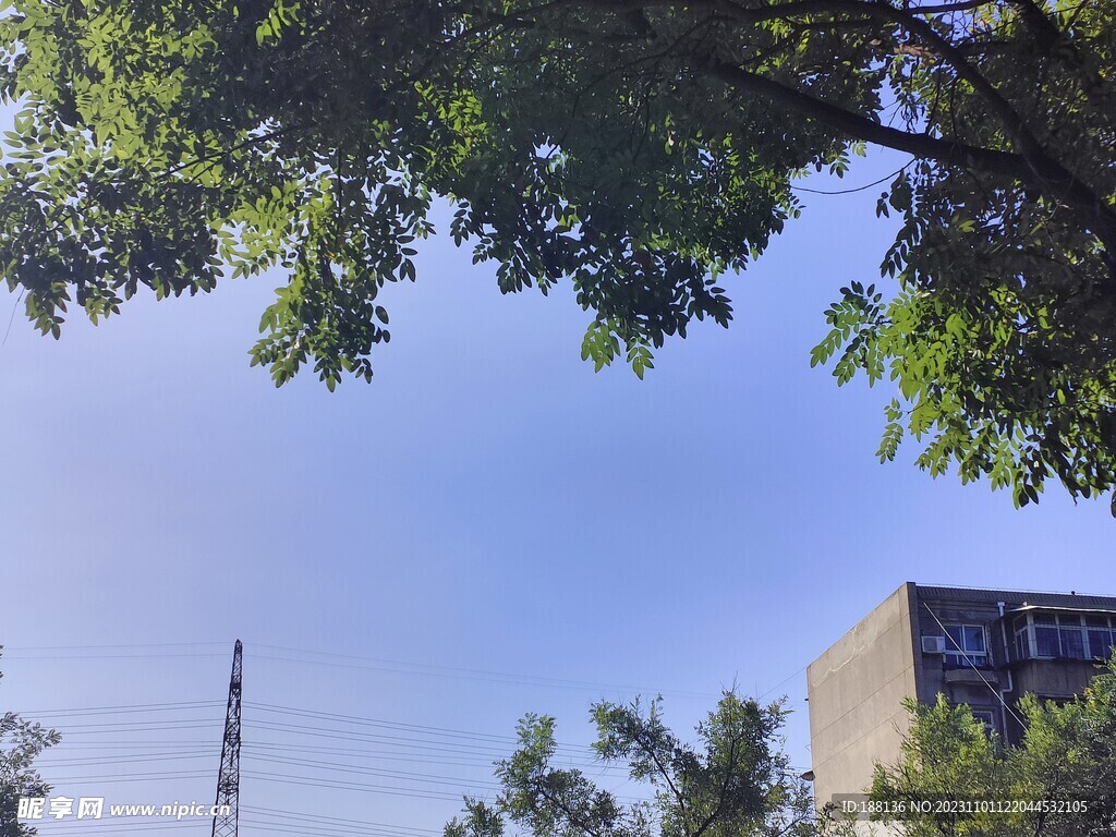 大树 蓝天