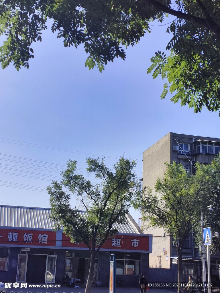 大树 蓝天