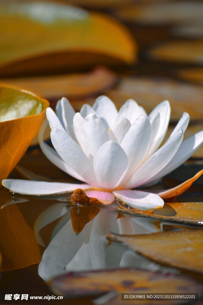 莲花