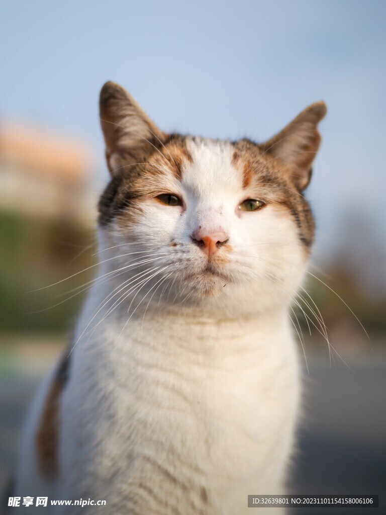 三花猫