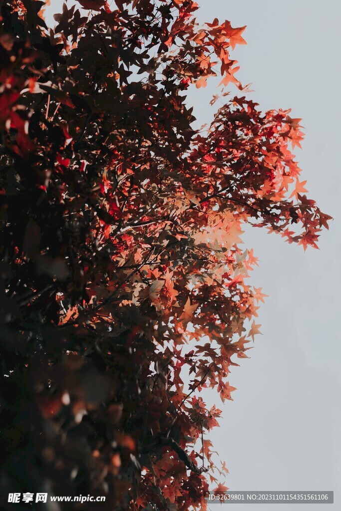 树叶