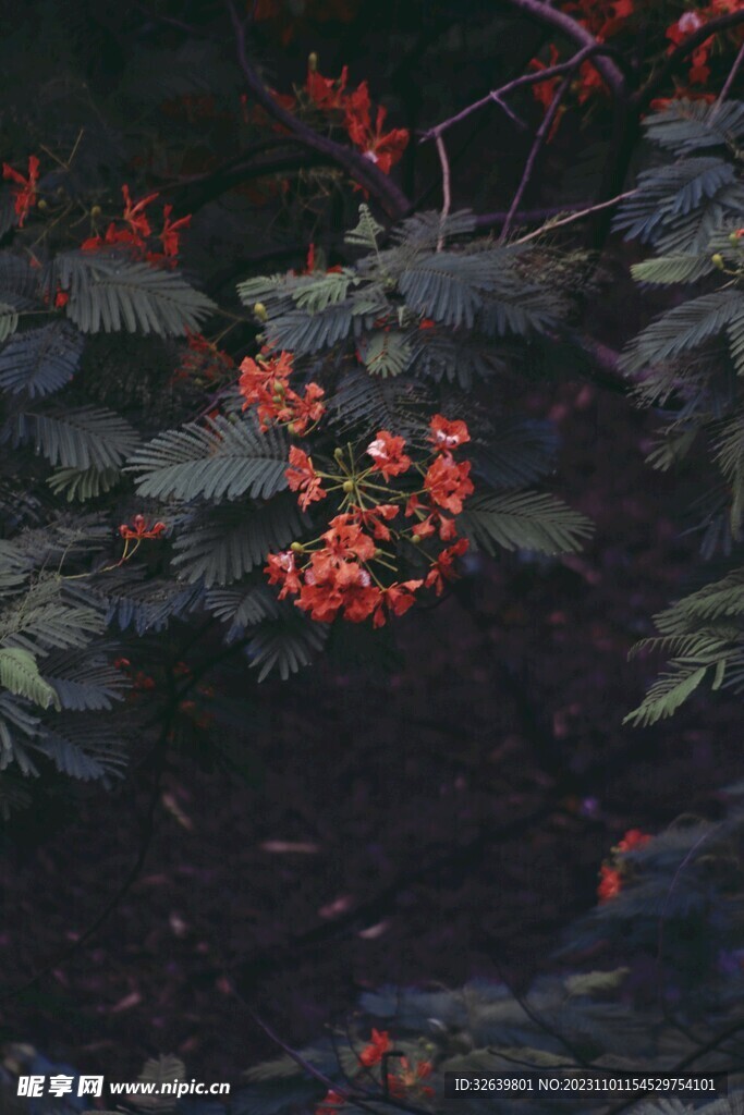 凌霄花