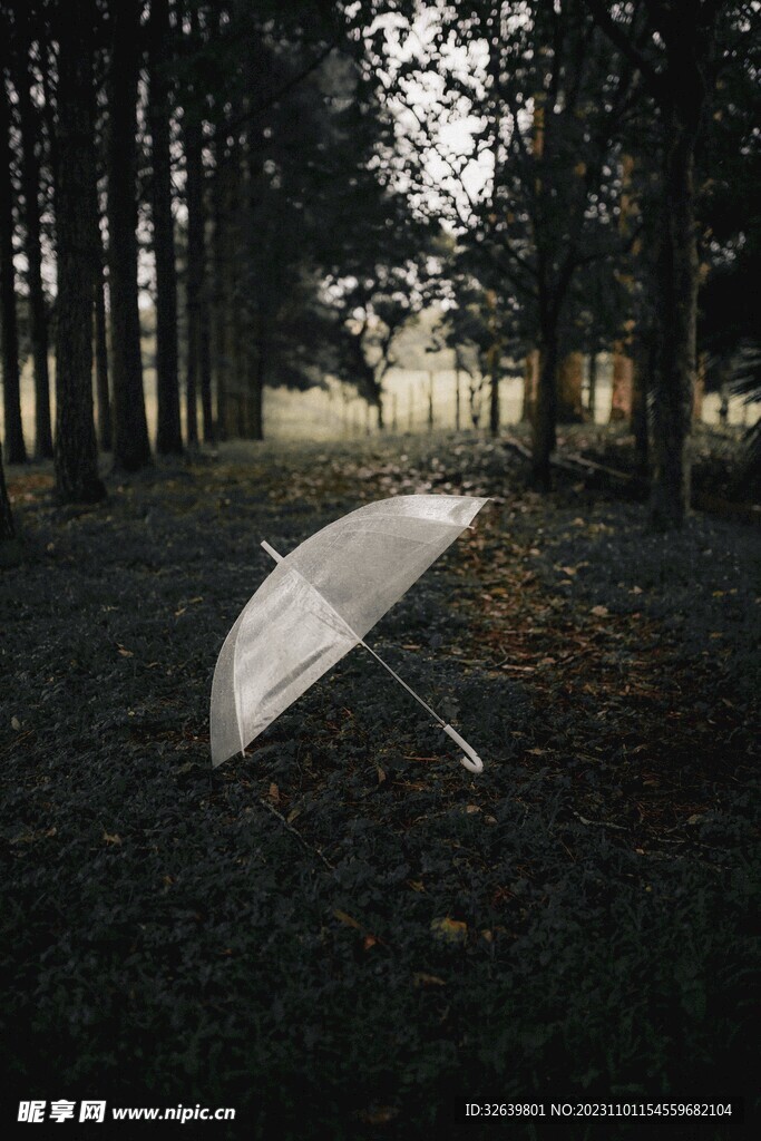 树林中的雨伞