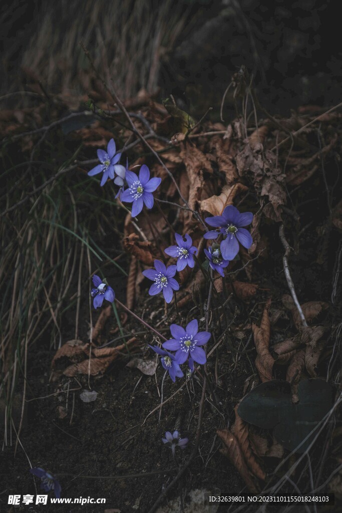 黄眼草